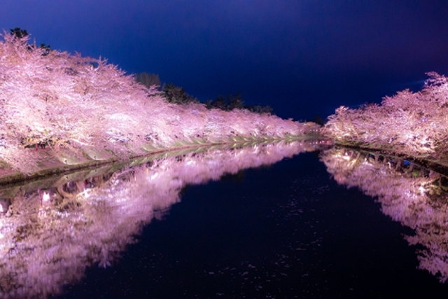 圧巻 弘前城で雪の桜が満開 開催時期と見頃の条件は トウホクノオト
